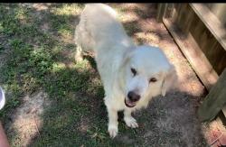 Found/Stray Male Dog last seen In woods near Cherokee Floyd hosp, Centre, AL 35960