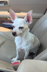 Reunited Male Dog last seen Newberg, OR, Newberg, OR 97132