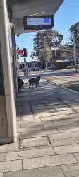 Found/Stray Unknown Dog last seen Fleet Street, North Parramatta, NSW 2151