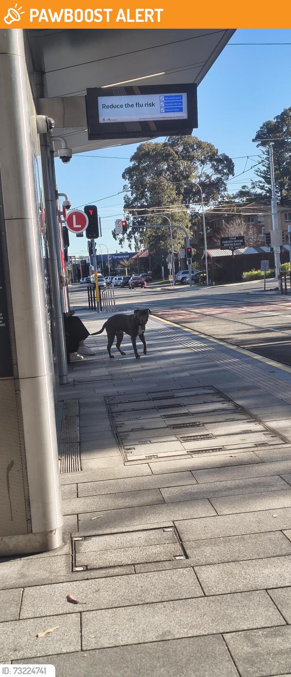 Found/Stray Unknown Dog last seen Fleet Street, North Parramatta, NSW 2151