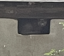 Found/Stray Unknown Cat last seen University Ridge apmts, Durham, NC 27707