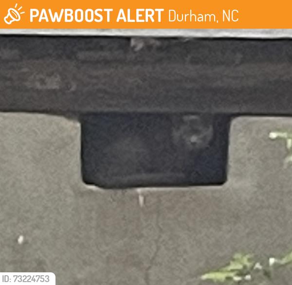 Found/Stray Unknown Cat last seen University Ridge apmts, Durham, NC 27707