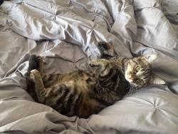 Lost Female Cat last seen Crystal Green Golf Course, Okotoks, AB 