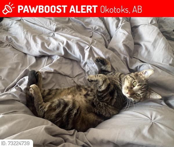Lost Female Cat last seen Crystal Green Golf Course, Okotoks, AB 