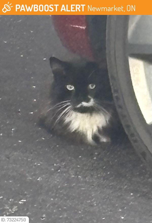 Found/Stray Unknown Cat last seen Bathurst and William Dunn Crescent, Newmarket, ON 