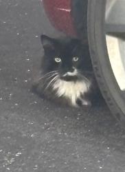 Found/Stray Unknown Cat last seen Bathurst and William Dunn Crescent, Newmarket, ON 