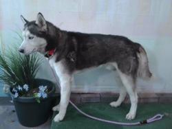 Shelter Stray Male Dog last seen , 4275 Elton St, Baldwin Park, CA 91706, USA