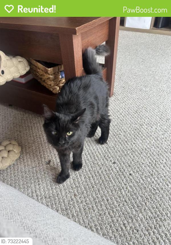 Reunited Female Cat last seen mass ave and alewife parkway, Cambridge, MA 02140
