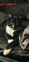 Lost Male Cat last seen At Ferris and Karl road, Columbus, OH 43224