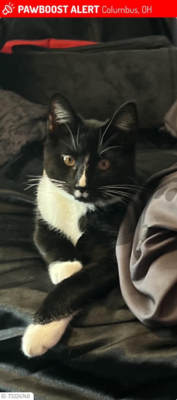 Lost Male Cat last seen At Ferris and Karl road, Columbus, OH 43224