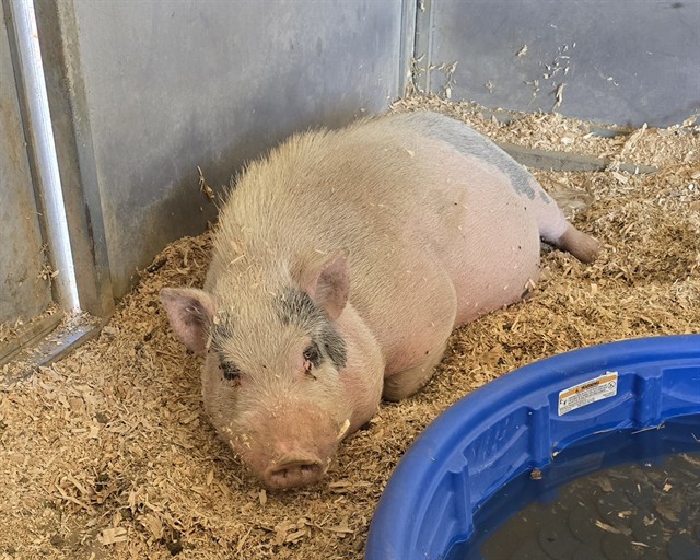Shelter Stray Male Livestock last seen BRIDGE ST, MORENO VALLEY, CA, 6851 Van Buren Boulevard, Jurupa Valley, CA 92509, USA