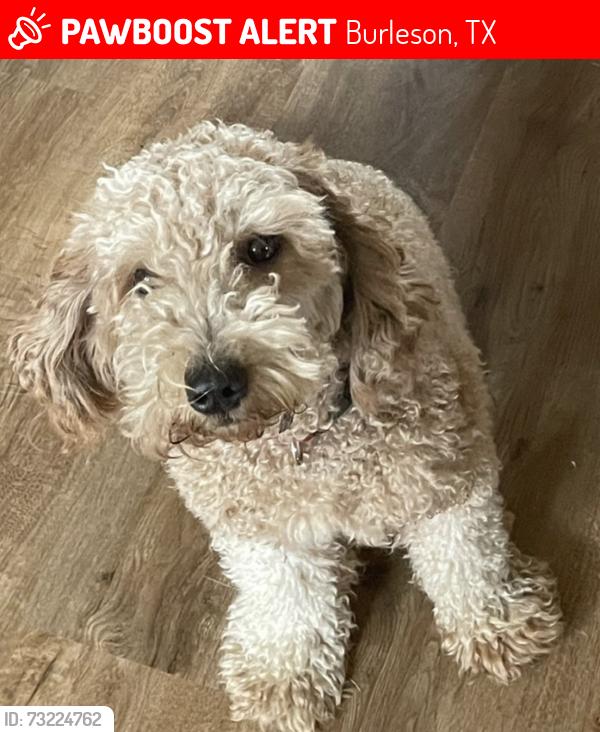 Lost Female Dog last seen McAllister, Burleson, TX 76028