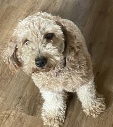Lost Female Dog last seen McAllister, Burleson, TX 76028