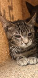 Shelter Stray Female Cat last seen Near BLOCK PERRY ST, PERRIS CA 92570, 6851 Van Buren Boulevard, Jurupa Valley, CA 92509, USA