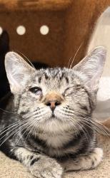 Shelter Stray Male Cat last seen Near BLOCK PERRY ST, PERRIS CA 92570, 6851 Van Buren Boulevard, Jurupa Valley, CA 92509, USA