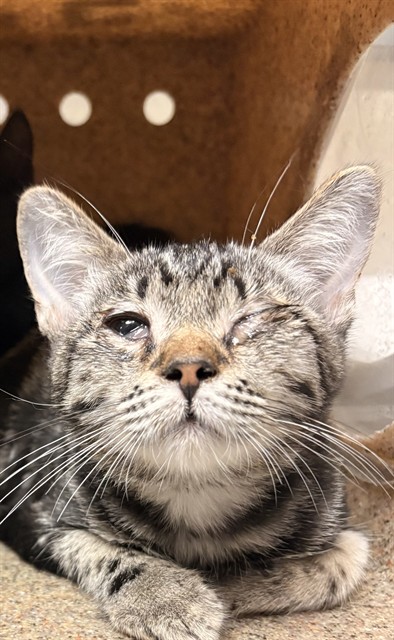 Shelter Stray Male Cat last seen Near BLOCK PERRY ST, PERRIS CA 92570, 6851 Van Buren Boulevard, Jurupa Valley, CA 92509, USA