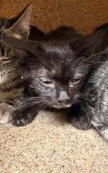 Shelter Stray Female Cat last seen Near BLOCK PERRY ST, PERRIS CA 92570, 6851 Van Buren Boulevard, Jurupa Valley, CA 92509, USA