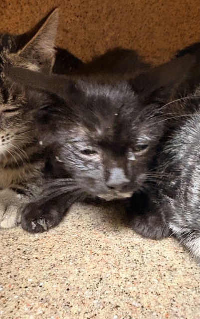 Shelter Stray Female Cat last seen Near BLOCK PERRY ST, PERRIS CA 92570, 6851 Van Buren Boulevard, Jurupa Valley, CA 92509, USA