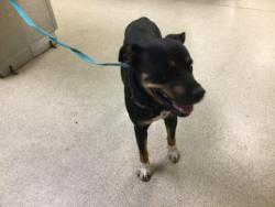 Shelter Stray Female Dog last seen Near BLOCK EL SOBRANTE RD, RIVERSIDE, CA, 6851 Van Buren Boulevard, Jurupa Valley, CA 92509, USA