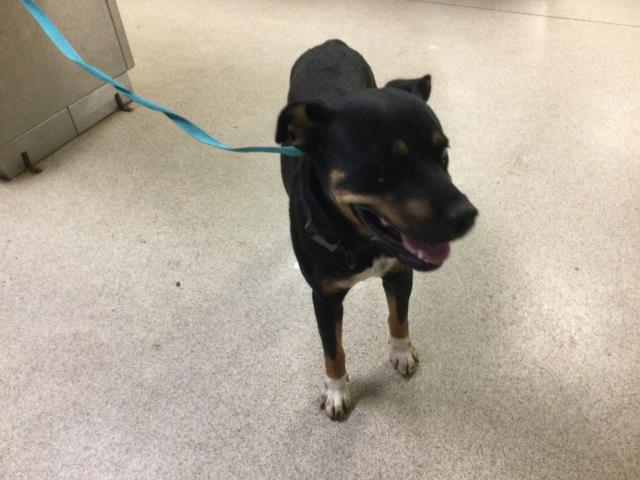 Shelter Stray Female Dog last seen Near BLOCK EL SOBRANTE RD, RIVERSIDE, CA, 6851 Van Buren Boulevard, Jurupa Valley, CA 92509, USA