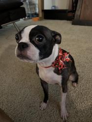Lost Female Dog last seen Bryce Canyon Ave and Kern St, Oxnard, CA 93033