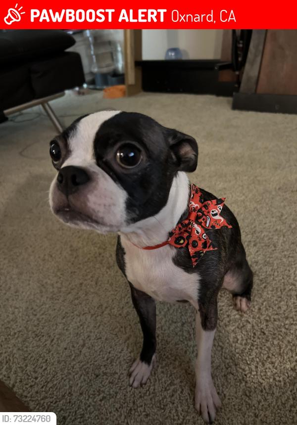Lost Female Dog last seen Bryce Canyon Ave and Kern St, Oxnard, CA 93033