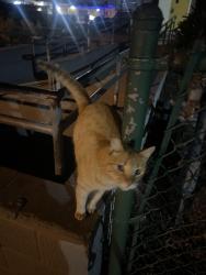Found/Stray Unknown Cat last seen Near city heights recreation center, San Diego, CA 92105