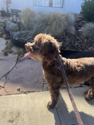 Reunited Unknown Dog last seen Gaviota and Bixby, Long Beach, CA 90807