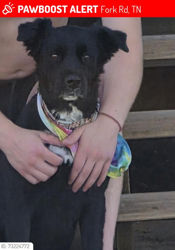 Lost Female Dog last seen Fork rd, Fork Rd, TN 37742
