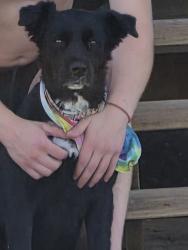 Lost Female Dog last seen Fork rd, Fork Rd, TN 37742