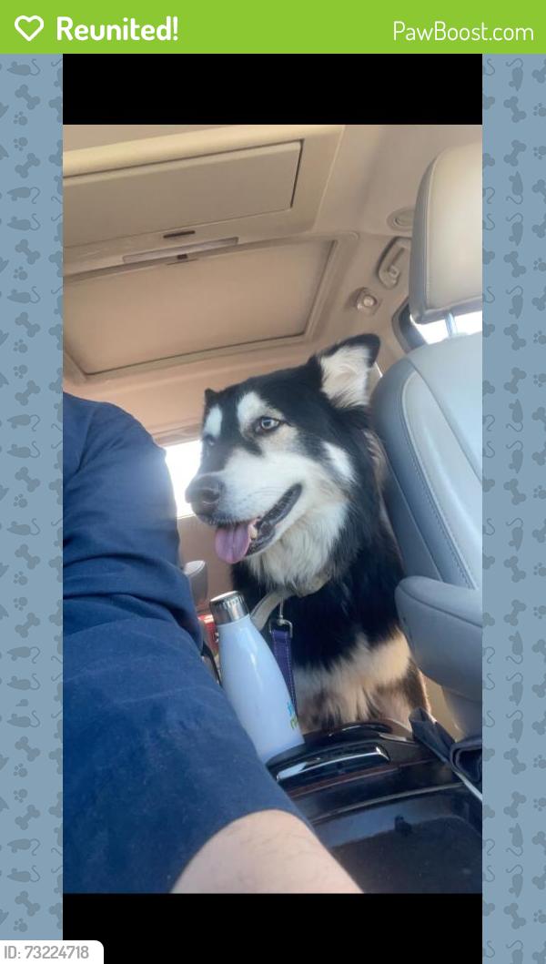 Reunited Male Dog last seen Near Chulie Dr, San Antonio, TX 78216, USA, San Antonio, TX 78216
