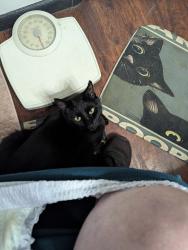 Lost Male Cat last seen Near st Ave and Oak St, Wheat Ridge, CO 80033