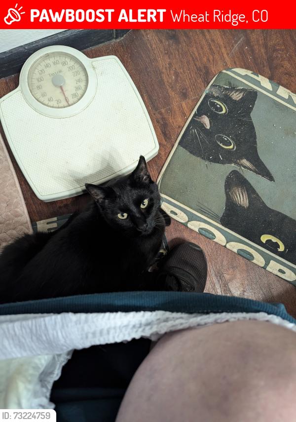 Lost Male Cat last seen Near st Ave and Oak St, Wheat Ridge, CO 80033