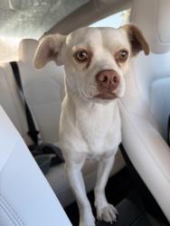 Reunited Male Dog last seen Thornton, San Francisco, CA 94118
