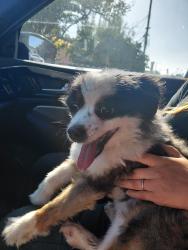 Reunited Male Dog last seen Specht ave and lubec ave, Bell Gardens, CA 90201