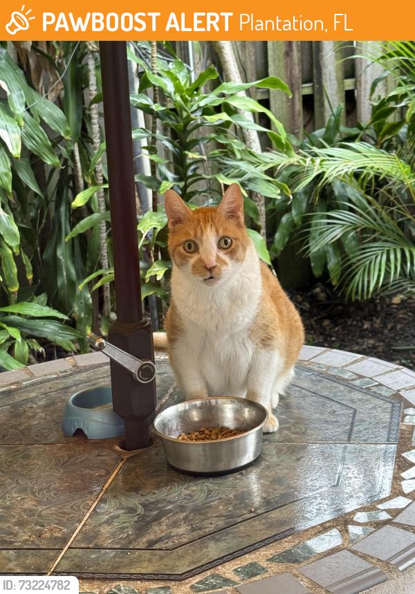 Found/Stray Unknown Cat last seen NW 101 Avenue, Plantation, FL 33324