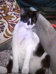 Reunited Male Cat last seen Ceaser chavis st, San Francisco, CA 94110