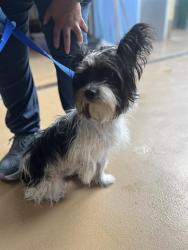 Shelter Stray Male Dog last seen PALM AVE AND BEYER WAY, 92154, 130 Beyer Way, Chula Vista, CA 91911, USA