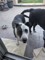 Reunited Unknown Dog last seen Gaffey, Los Angeles, CA 90731