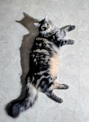 Reunited Male Cat last seen Near block Blanton St, Columbus, NC 28722
