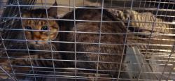 Found/Stray Male Cat last seen 1st avenue and Waubansee rd, Brookfield, Il, Brookfield, IL 60513