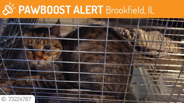 Found/Stray Male Cat last seen 1st avenue and Waubansee rd, Brookfield, Il, Brookfield, IL 60513