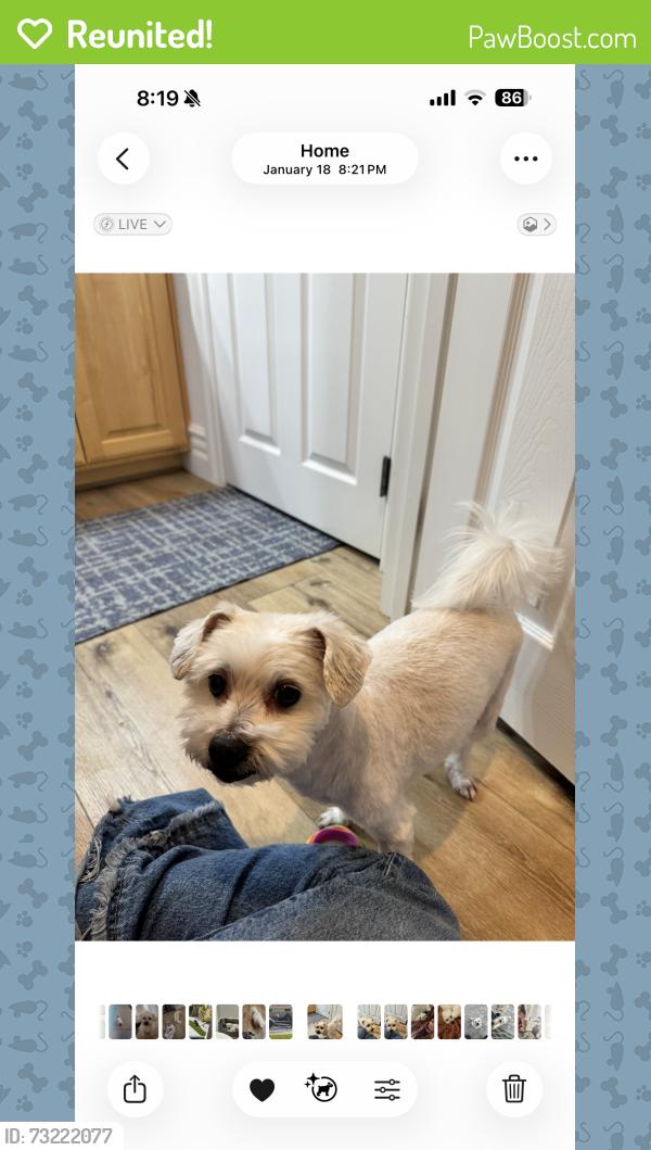 Reunited Male Dog last seen Cimmaron and Washburn, Las Vegas, NV 89149