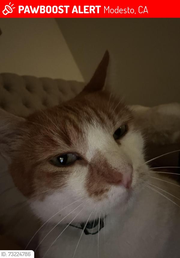 Lost Male Cat last seen Near conifer dr, Modesto, CA 95350