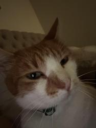 Lost Male Cat last seen Near conifer dr, Modesto, CA 95350