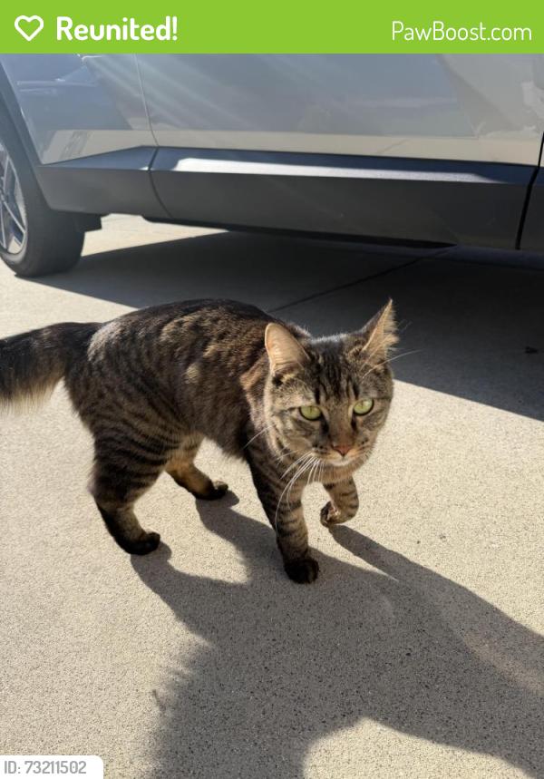 Reunited Unknown Cat last seen Pinto canyon way west roseville, Roseville, CA 95747
