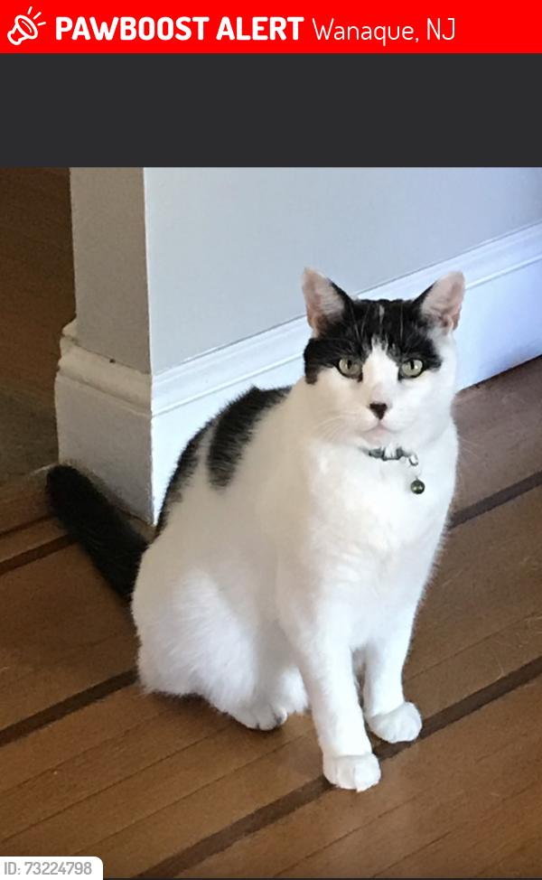 Lost Male Cat last seen Rhinesmith Ave Wanaque, Wanaque, NJ 07465