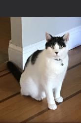 Lost Male Cat last seen Rhinesmith Ave Wanaque, Wanaque, NJ 07465