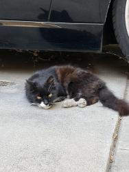 Found/Stray Unknown Cat last seen He’s in my driveway in a residential area. Venice blvd and Wade, Los Angeles, CA 90066
