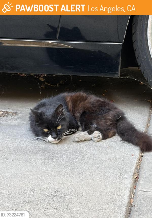 Found/Stray Unknown Cat last seen He’s in my driveway in a residential area. Venice blvd and Wade, Los Angeles, CA 90066